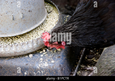 Black Pearl poulet hybride qui se nourrissent de grains provenant de couches un chargeur en métal galvanisé Banque D'Images