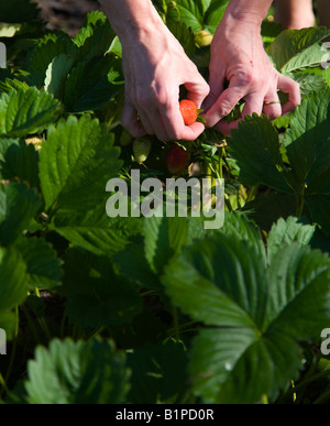 La cueillette des fraises biologiques Banque D'Images