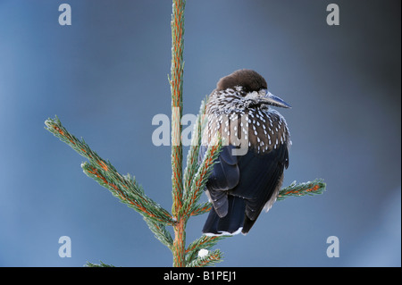 Nucifraga caryocatactes Spotted Nutcracker perché sur adultes ébouriffé de l'épinette de Norvège par moins 15 Celsius Davos Suisse Banque D'Images