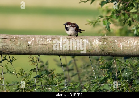 Homme moineau domestique (Passer domesticus) Banque D'Images