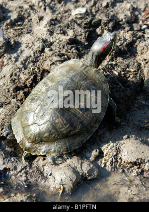 Hibou rouge Terrapin, Trachemys scripta elegans, Mexique Banque D'Images