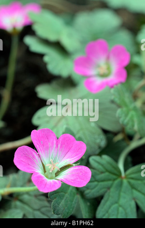 GERANIUM TANYA RENDALL Banque D'Images