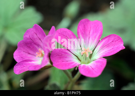 GERANIUM TANYA RENDALL Banque D'Images