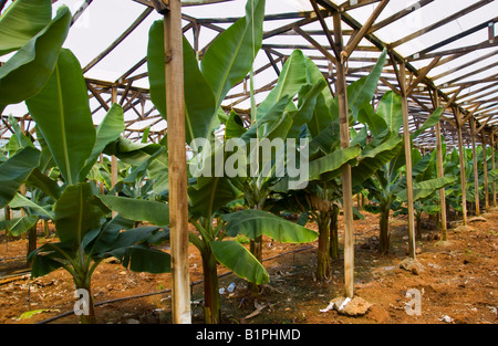 La banane de plus en plus près de serre en polyéthylène sur la Méditerranée grecque Malia Crète GR UE Banque D'Images