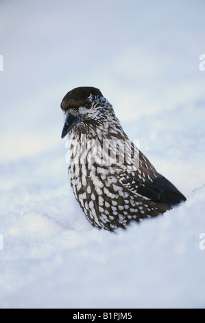 Nucifraga caryocatactes Spotted Nutcracker des profils à la recherche de nourriture entreposée dans la neige par moins 15 Celsius Davos Suisse Banque D'Images