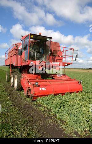 Vining pois Banque D'Images