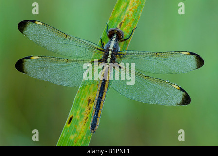 Libellula cyanoa E USA, par Skip Moody/Dembinsky photo Assoc Banque D'Images