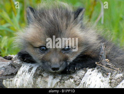 Kit Cross Fox ( Vulpes vulpes ) Banque D'Images