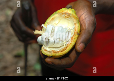 Ouvert de fruits, de cacao Theobroma cacao, les graines sont couvertes par une pâte blanche, Mampong au Ghana Banque D'Images