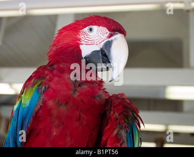 Parrot Chat : un perroquet rouge et bleu représente pour attirer des clients dans un magasin sur le front de mer à Kailua-Kona Banque D'Images