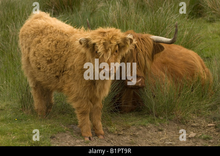 A highland vache avec son veau sur une lande écossaise. Banque D'Images