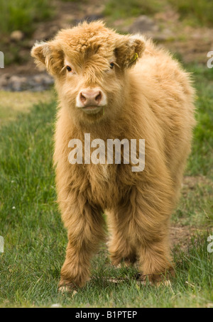 Longueur totale de jeunes veaux, vaches highland. Banque D'Images
