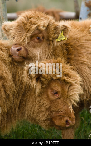 Deux jeunes veaux, vaches highland se collent et partager un moment de tendresse. Banque D'Images
