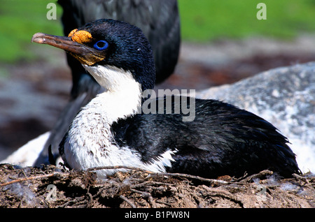 Cormoran impérial kerguelen Shag aka Blue Eyed Shag Phalacrocorax atriceps nord-américain au nid animal animaux Atlantic atri Banque D'Images