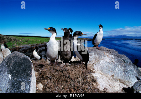 Cormoran impérial kerguelen Shag aka Blue Eyed Shag Phalacrocorax atriceps nord-américain au nid animal animaux Atlantic atri Banque D'Images