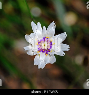 Catananche caerulea 'Alba' Banque D'Images