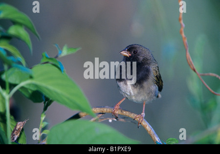 Black-faced Grassquit Tiaris bicolor homme sur branch Rocklands Montego Bay Jamaïque Janvier 2005 Banque D'Images