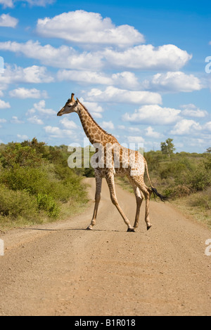 Girafe Giraffa camelopardalis Crossing de gravier Banque D'Images