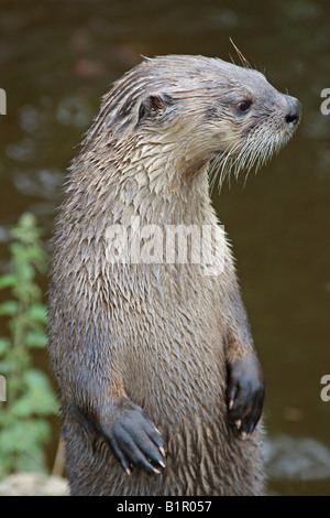 OTTER LUTRA LUTRA DEBOUT SUR SES PATTES DE VUE AVANT Banque D'Images