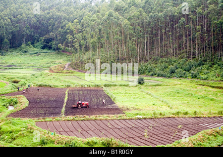 Opérations mécanisées dans un champ près de la plantation de chênes d'argent la plupart des espèces d'arbres d'ombre préféré des plantations de thé à Munnar Banque D'Images