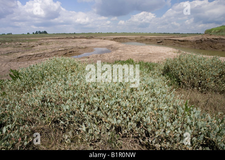 Marais Freiston Shore Lincolnshire UK Banque D'Images