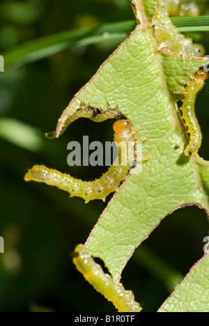 Stock photo de chenilles, de manger une feuille l'image est un gros plan des chenilles comme ils l'mucnh grâce à la feuille Banque D'Images