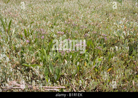 La lavande de mer Limonium vulgare Freiston Shore Lincolnshire UK Banque D'Images