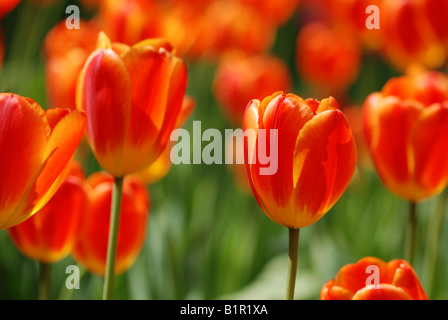 tulipe rouge Banque D'Images