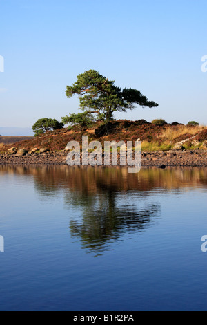 La réflexion sur l'arbre Loch nam Bonnach Invernesshire Beauly Écosse Banque D'Images