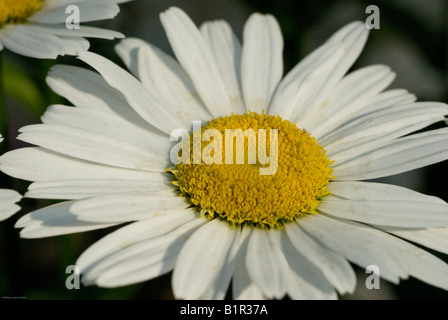 Marguerite qui poussent à l'état sauvage dans les montagnes de Caroline du Nord. Banque D'Images