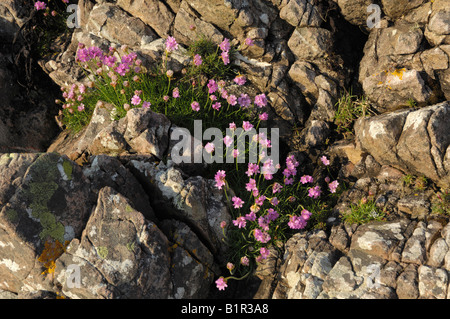 Aubaines Banque D'Images