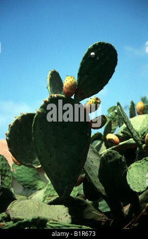 Les feuilles des plantes Cactus avec fruit de cactus à figues,croissant,dans la lumière du soleil, ciel bleu avec nuages paresseux forment l'arrière-plan Banque D'Images