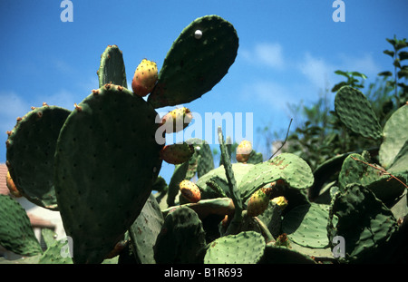 Les feuilles des plantes Cactus avec fruit de cactus à figues,croissant,dans la lumière du soleil, ciel bleu avec nuages paresseux forment l'arrière-plan Banque D'Images