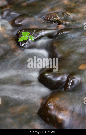 Feuilles de hêtre sur des pierres dans une rivière écossais. Bois de Cawdor, Nairnshire, Ecosse Banque D'Images