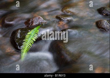 Bracken feuille sur des pierres dans une rivière écossais. Bois de Cawdor, Nairnshire, Ecosse Banque D'Images