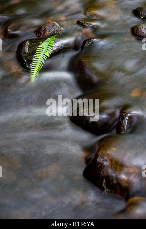 Bracken feuille sur des pierres dans une rivière écossais. Bois de Cawdor, Nairnshire, Ecosse Banque D'Images