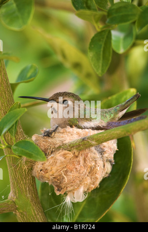 Anna Calypte anna Hummingbird s à un nid de Anza Borrego Desert State Park en Californie Banque D'Images
