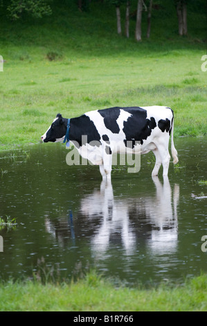 Vache laitière debout dans une flaque d'eau dans un champ d'une réflexion Banque D'Images