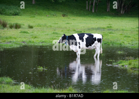 Vache laitière debout dans une flaque d'eau dans un champ d'une réflexion Banque D'Images