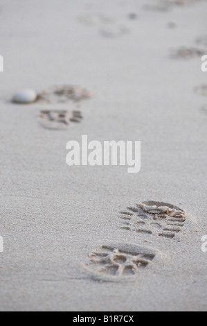 Impressions d'amorçage dans le sable sur la plage de Findhorn, Moray, Ecosse Banque D'Images