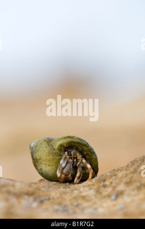 L'ermite sur un rocher côtier. L'Ecosse Banque D'Images