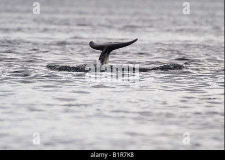 Tursiops truncatus. Wognose Dolphin Breaking dans le Moray Firth, Morayshire, Écosse Banque D'Images