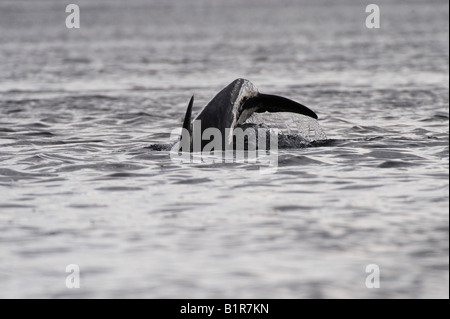 Tursiops truncatus. Wognose Dolphin Breaking dans le Moray Firth, Morayshire, Écosse Banque D'Images