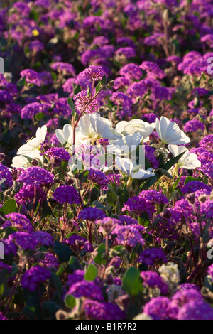 Fleurs sauvages de l'Abronie désert de dunes et de l'Onagre Anza Borrego Desert State Park en Californie Banque D'Images