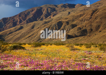 Fleurs sauvages dans la région de Coyote Canyon Anza Borrego Desert State Park en Californie Banque D'Images