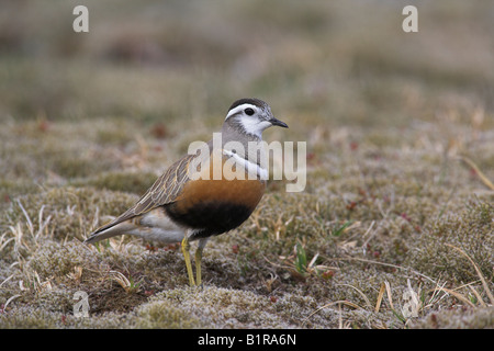 Charadrius morinellus femme « récent article sur l'interdiction de la toundra à Carn Mor, l'Ecosse en mai. Banque D'Images