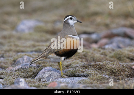 Charadrius morinellus femme « récent article sur l'interdiction de la toundra à Carn Mor, l'Ecosse en mai. Banque D'Images