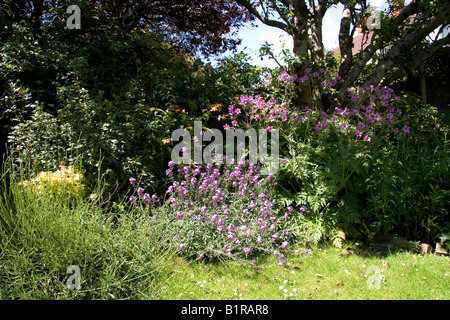 Petit jardin de banlieue Banque D'Images