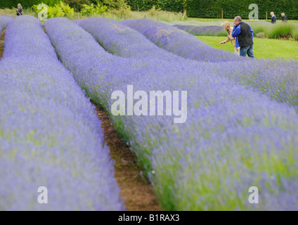 Snowshill Lavender Farm : visiteurs bénéficiant d'une visite guidée de la distillerie et champs de lavande. Photo par Jim Holden. Banque D'Images