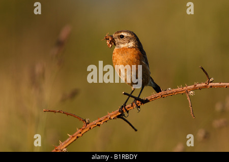 Saxicola torquata Stonechat Ecosse femelle Banque D'Images